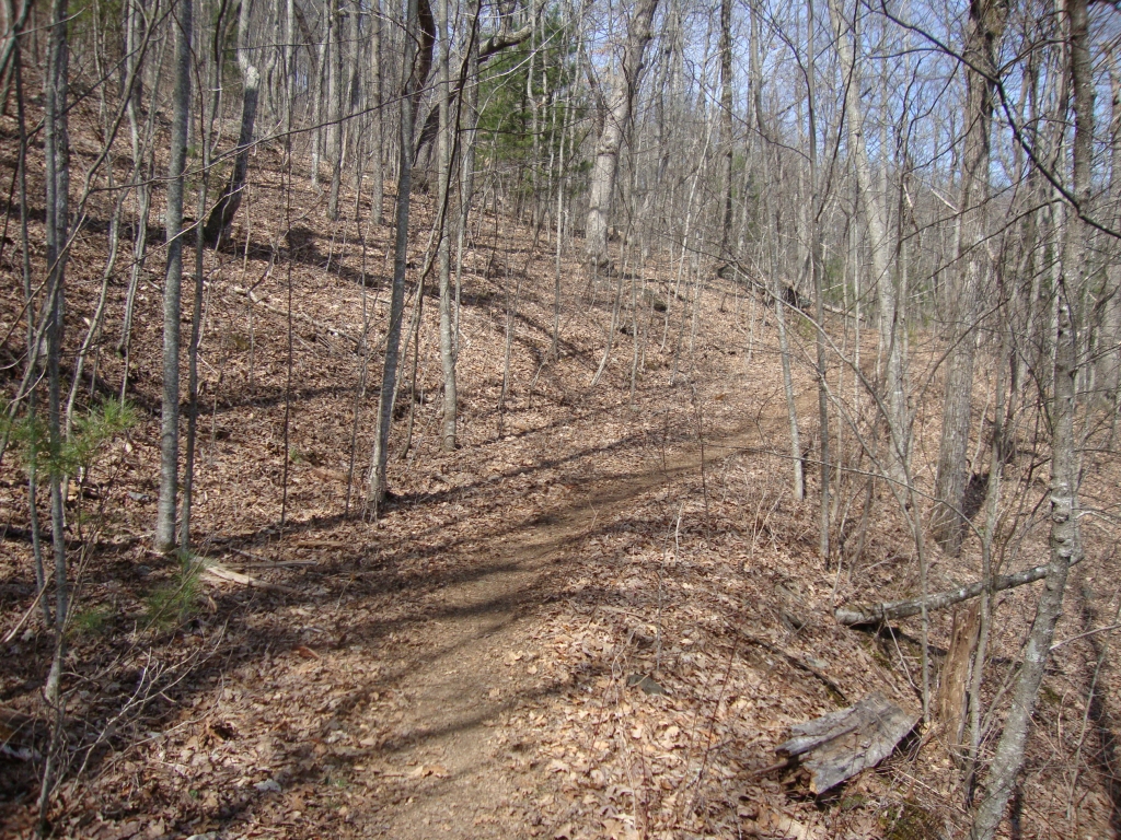 At 2:20 PM, here's another shot of the trail ahead. This one captures a pine tree, rare in this section of the trail! 