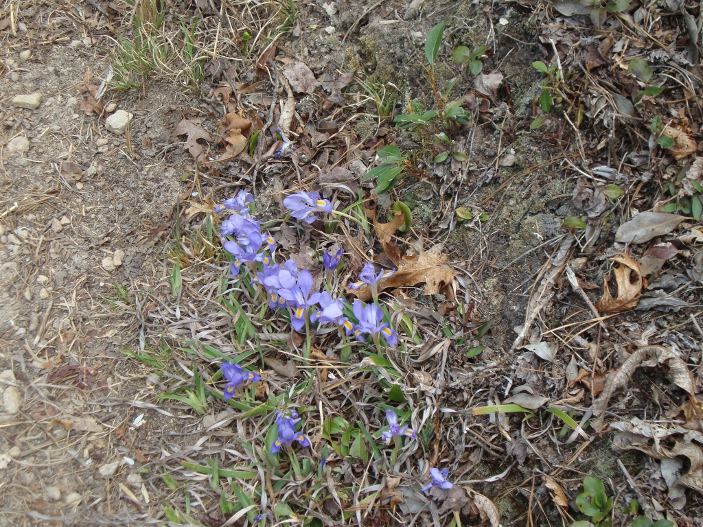 I'd crossed over US 25/70 ten minutes ago. The Brothers also photographed this rare view of color!