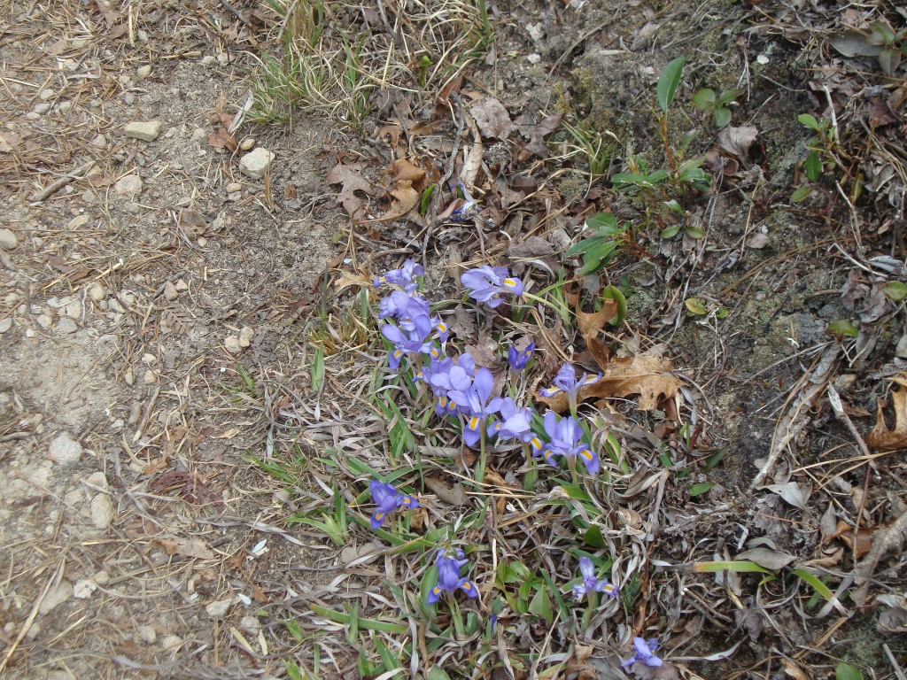 This was at 12:52 PM. I saw a large black snake move down into the foliage just beyond these flowers. He looked healthy! Perhaps the only snake I saw on the AT.