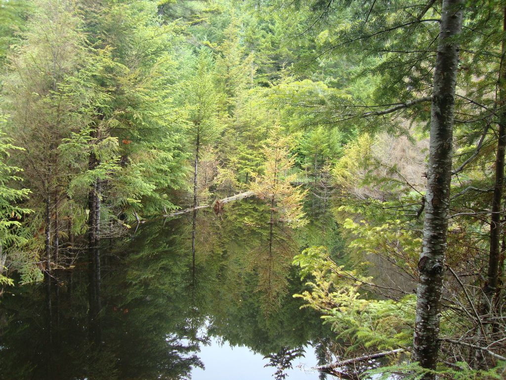 I considered trying to cross on this fallen tree but my hiking pole didn't reach bottom and I saw no trail markers near the opposite end. All alone in here, I opted for "Number One Priority: No Injuries" and backed out.