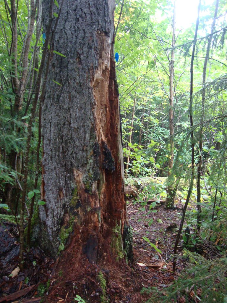 A minute later I did spot this trail marker, the blue plastic circle near the top of this photo. It was behind me, though, not ahead on the way to Sand Lake. I'd just decided to turn back.