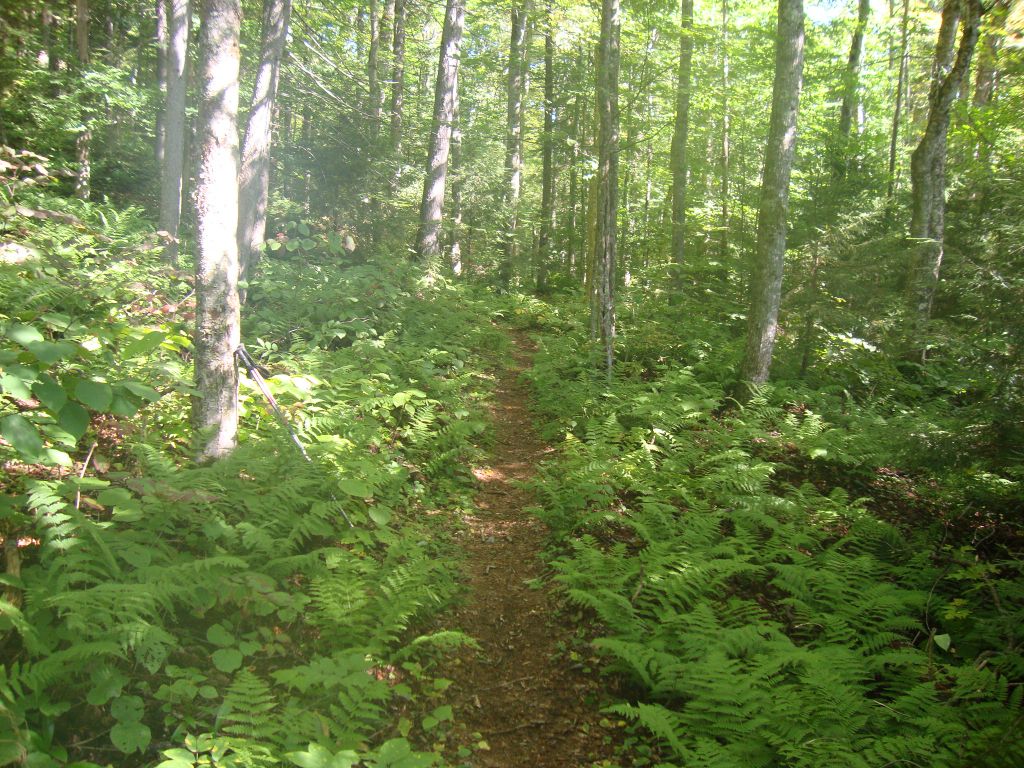 Ah, this is what Adirondack trails should all look like! It's just the short spur between the main trail and Big Shallow Pond, at 10:15 AM on Sunday, my 5th day out.