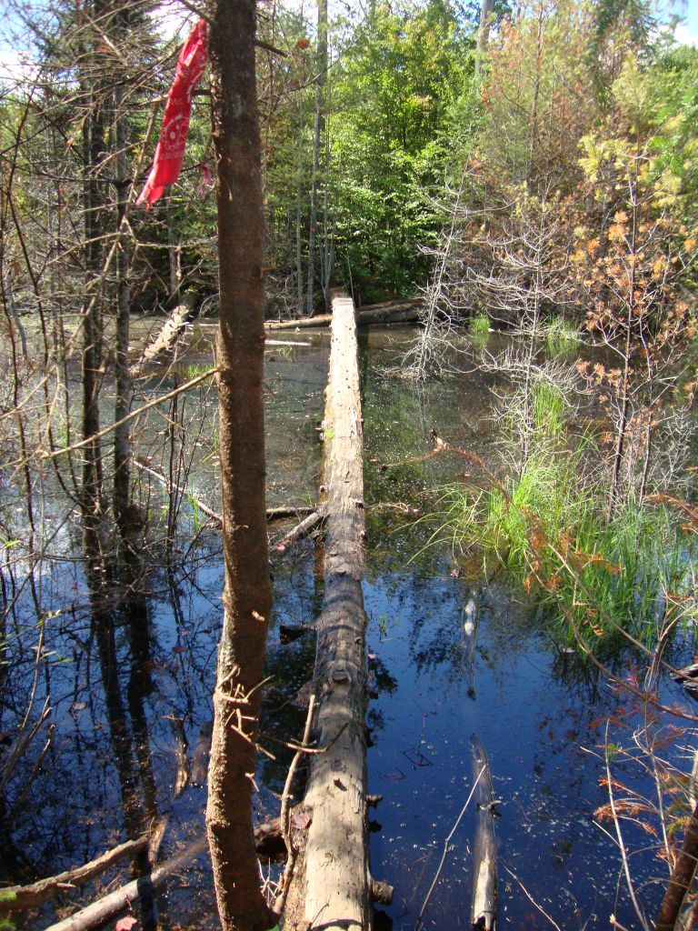 An hour or so later we were still in beaver territory, heading east (maybe northeast)  through The Plains toward Sand Hill Junction. Thanks, ADK or NYS, for the adze work on this log!