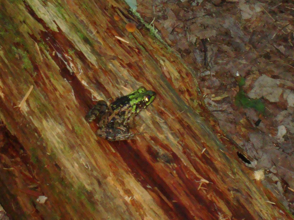 This cute little fellow was my companion at the Broadhead Gore campsite.