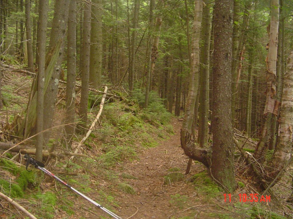 Nice stand of balsams an hour and a half out of Warden's Camp. I'm headed for Panther Gorge, then up out of it to Feldspar Leanto.