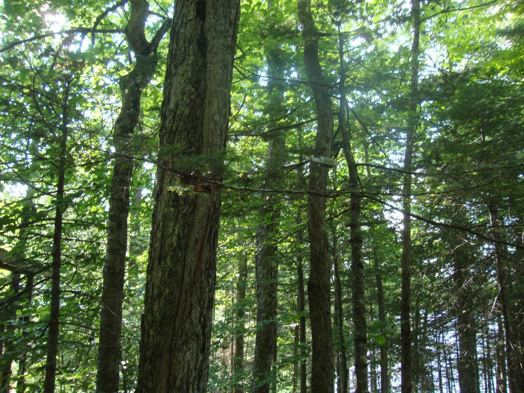 The north-side trap of the ham-radio antenna, highlighted by a crooked tree, just right of center, is almost touchable standing on the ground. In a weekly club contest my modest camp station worked Australia. 