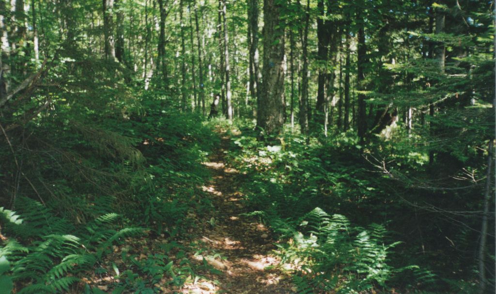 My 5th day out: A nice trail between Spruce and West Canada Lakes.