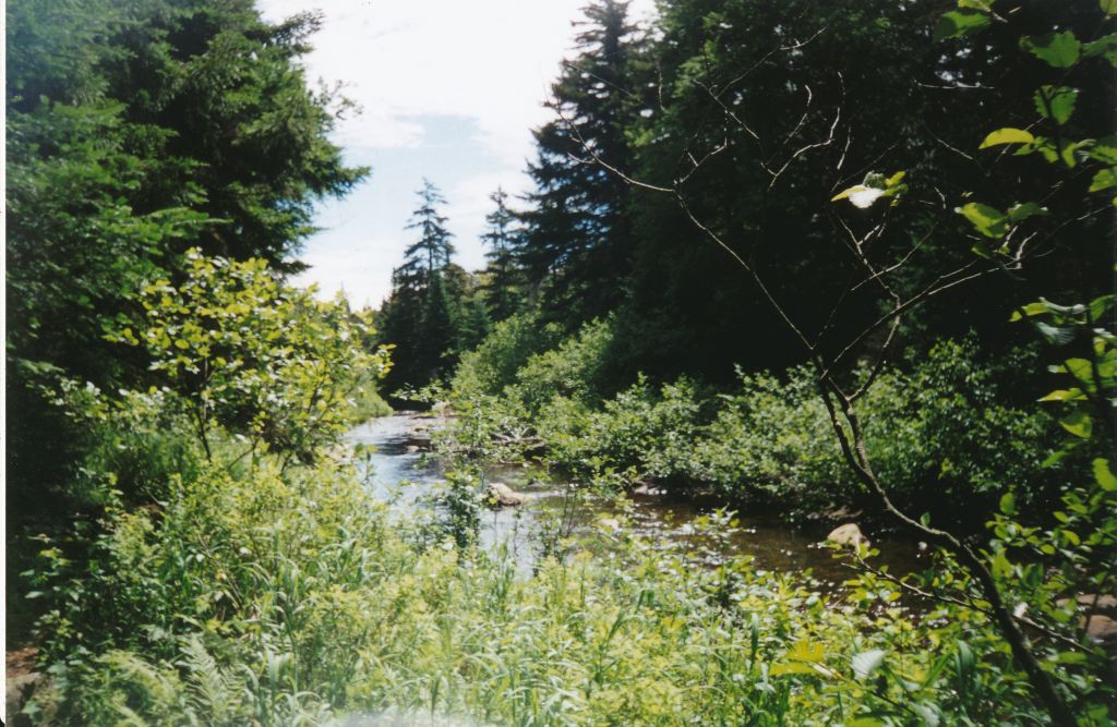 Day 6: Along the Cedar River