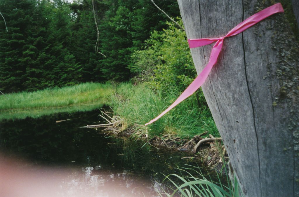Halfway across a beaver dam, moving north along the east shore of Long Lake; just south of Plumley's.
