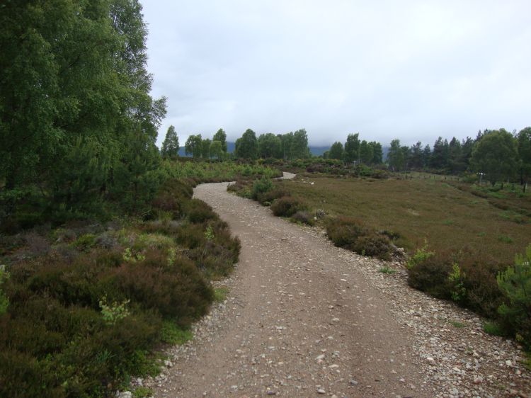 Just an hour or so north of Aviemore the path wound through fields of heather with some fir trees. I met a few other walkers and cyclists but the path seemed very lightly used.