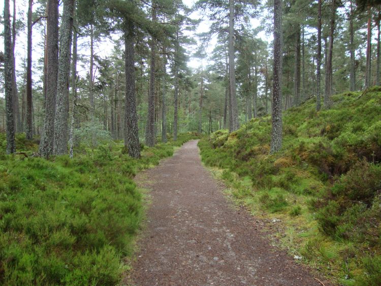 The path through Anagach Woods, here at 1:30 PM, was delightful. With no apparent camping opportunity north of Cromdale, I decided to make it a short day and began looking for a site in this charming woods.   