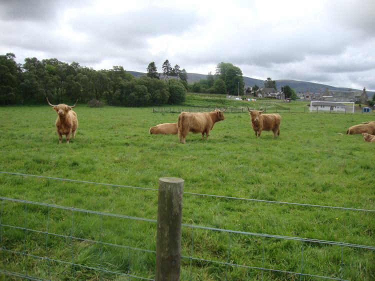 North of Cromdale, shortly after 10:00 AM Thursday June 23 (Day 28), I encountered these Scottish longhorn cattle. Inverness shops had posters featuring these animals.