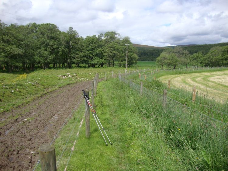 Thursday's Speyside Way (here, at noon, between the fences) involved a lot of farmland north of Cromdale. Earlier, two cute little lambs who'd gotten onto the trail ran ahead of me for a while, unable to find a way back through the fence to their mom in the sheep pasture.  