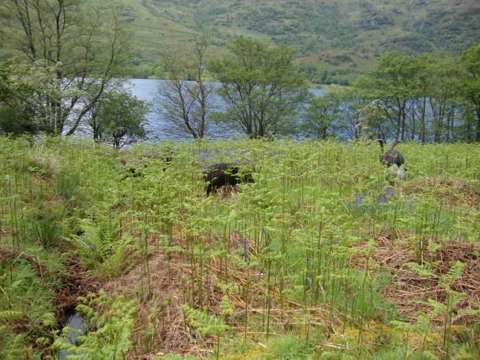 About an hour north of the Inversnaid Hotel and half an hour north of Rob Roy Cave, I encountered these feral goats. Impressive horns! A fellow walker was told she'd be very lucky to see these animals. Loch Lomond is in the background.