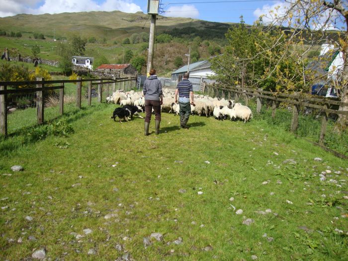 After an hour resupplying at Crainlarich (the half-way point on the WHW), I encountered this sheep farm (Strathfillan) near the end of Tuesday's walk. I had to wait a few minutes, but it was a treat to see the dogs herd the sheep.